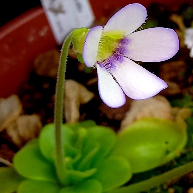 Pinguicula ibarrae Tlanchinol - adult flowering plant in a winter rosette