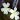 Pinguicula Golden Eye – flowers