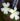Pinguicula Golden Eye – flowers