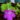 Pinguicula zecheri – kwiat