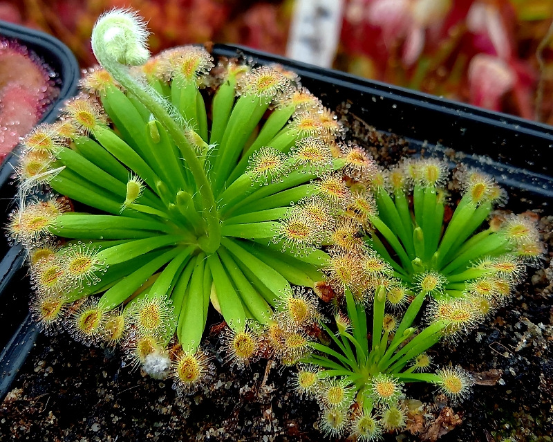 Drosera fulva - a few plant and one is adult