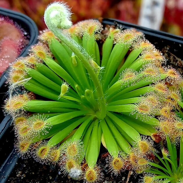 Drosera fulva - adult plant