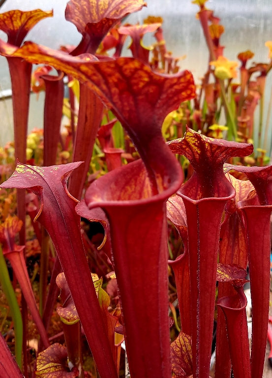 Sarracenia flava var. rubricorpora Giant Red Tube Apalachicola NF FL Rugelli style - Image 2