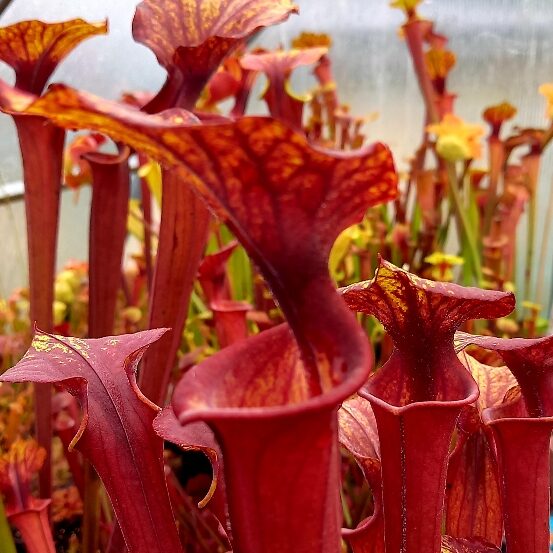 Sarracenia flava var. rubricorpora Giant Red Tube Apalachicola NF FL Rugelli style - pitchers