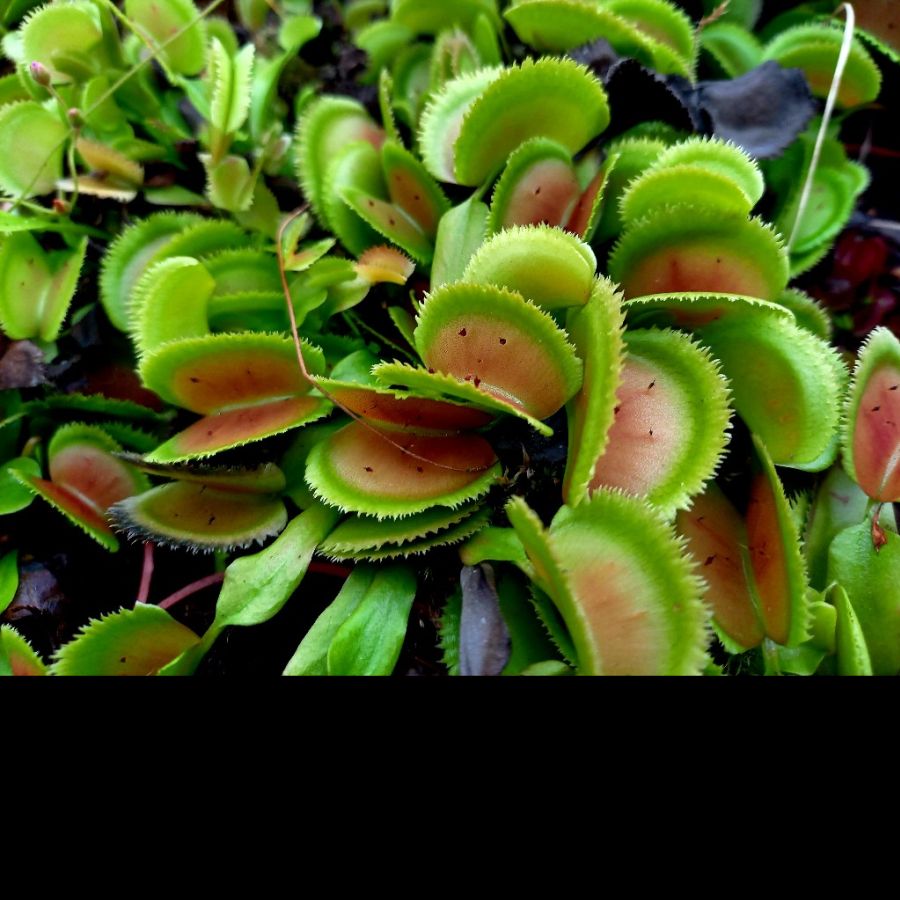 Dionaea muscipula 'Bristle Tooth' - obrazek 4