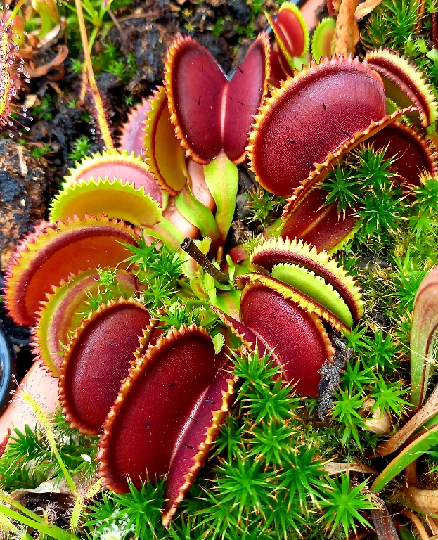Dionaea muscipula 'Sawtooth' M - obrazek 3