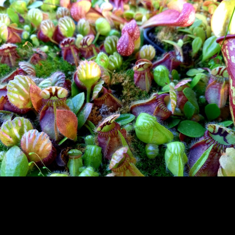 Cephalotus follicularis M - obrazek 2