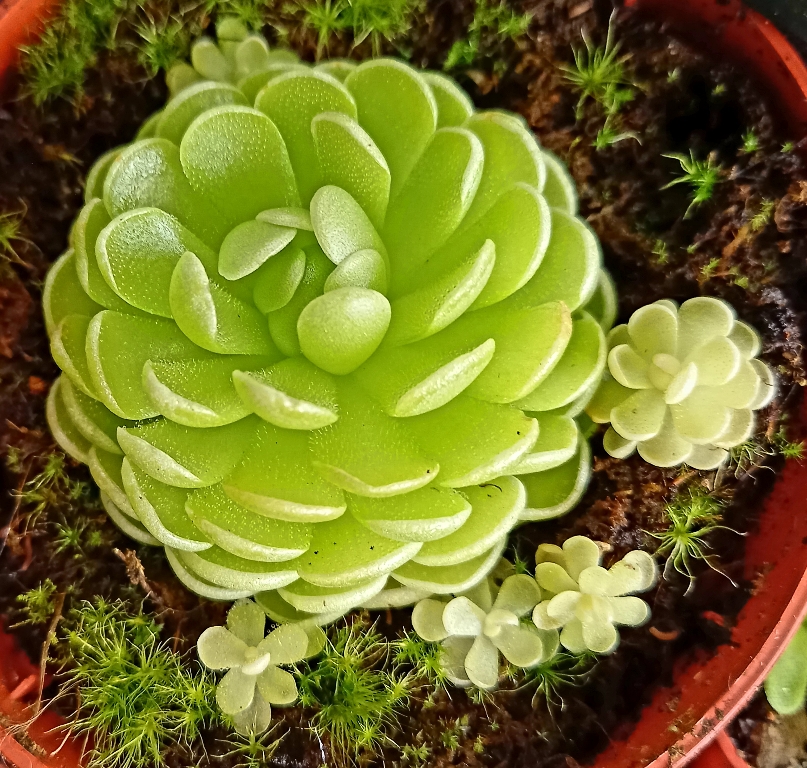 Pinguicula esseriana