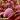 Dionaea muscipula Royal Red