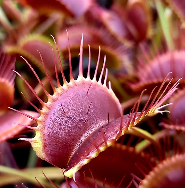 Dionaea muscipula 'Royal Red'