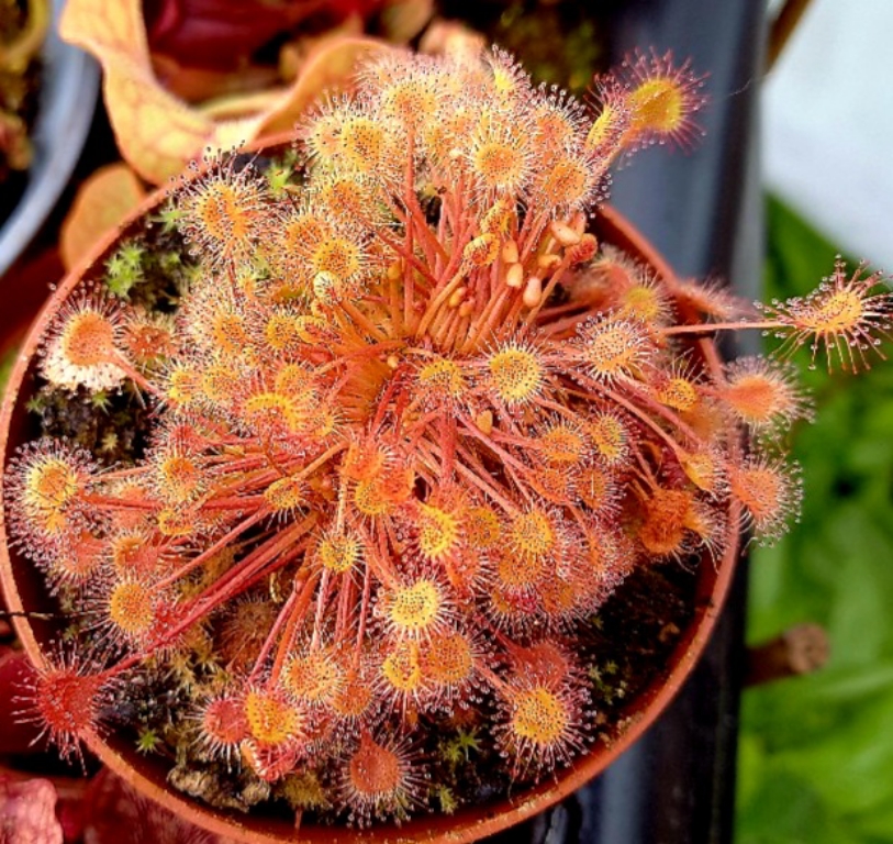 Drosera rotundifolia - clump of lot of adult plants