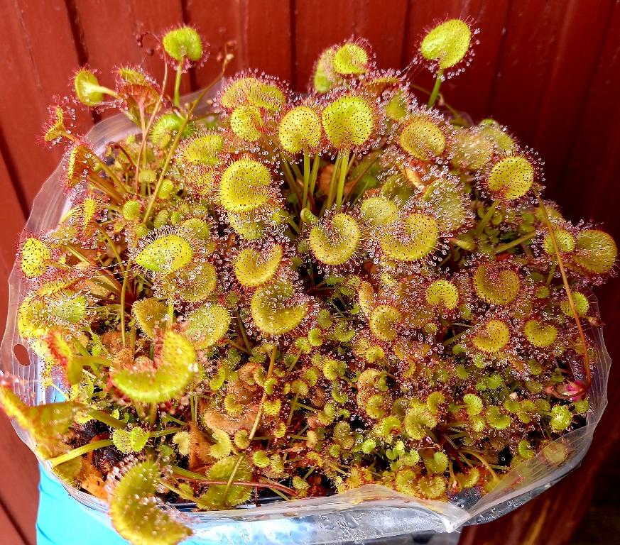 Drosera prolifera S - obrazek 4