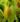 Dionaea muscipula Eyelashes – trap