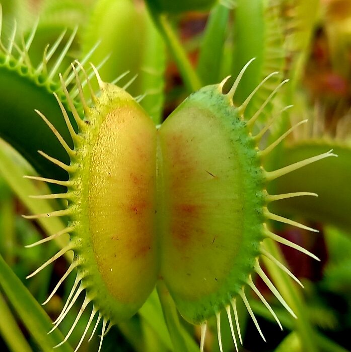 Dionaea muscipula Eyelashes - pułapka