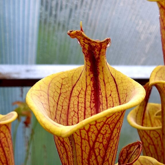 Sarracenia flava var ornata Lidless Form - kielichy