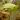 Sarracenia hummer hammershead – kielich