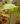 Sarracenia hummer hammershead – trap