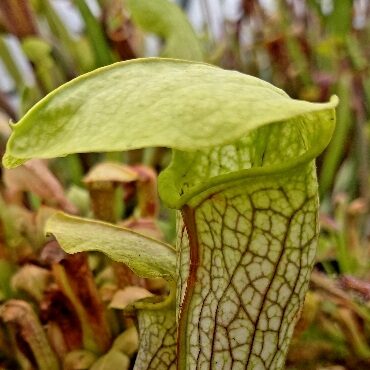 Sarracenia hummer hammershead - kielich