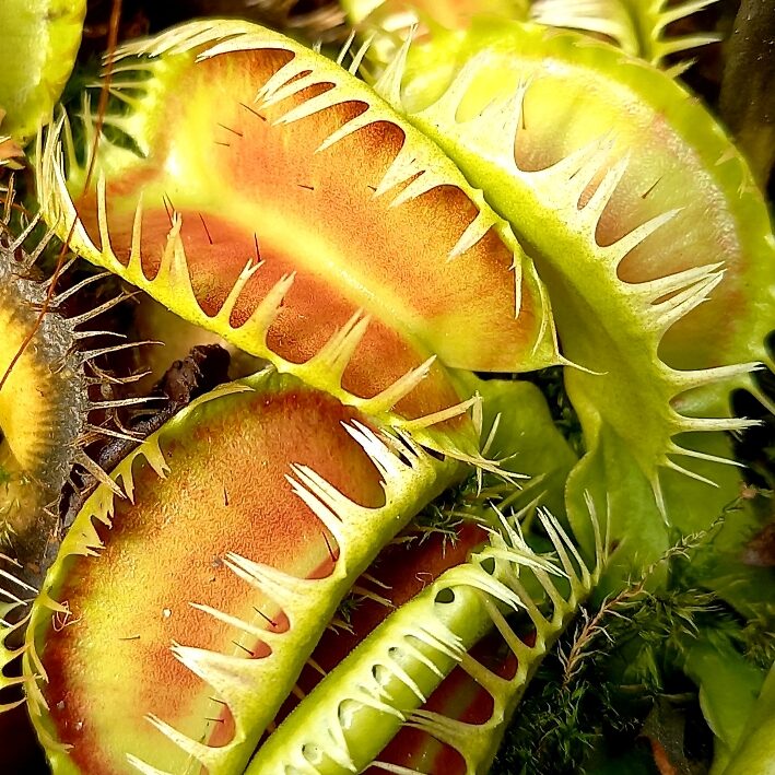 Dionaea muscipula Louchapates - pułapki