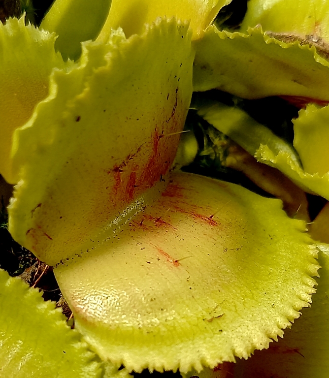 Dionaea muscipula 'Whale'