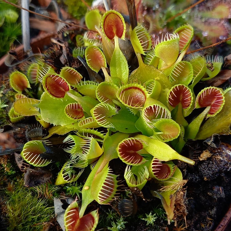 Dionaea muscipula Cup Trap - przykładowe oferowane sztuki