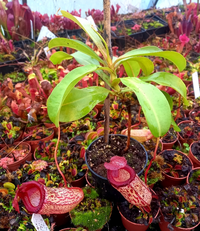 Nepenthes 'Sam' - obrazek 4