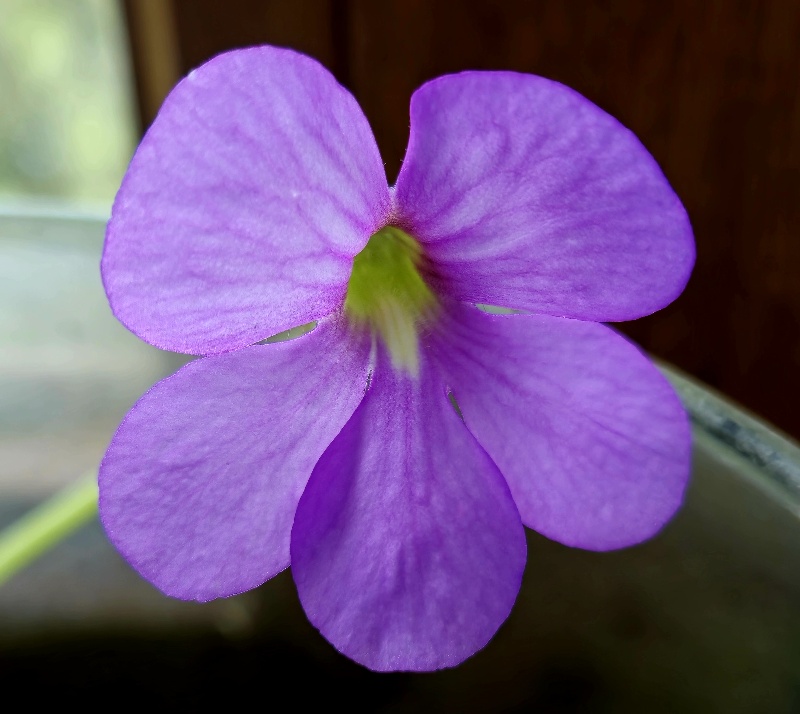 Pinguicula ' Apasionada ' L - obrazek 4