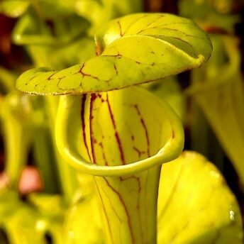 Sarracenia flava var ornata Type B - pitcher