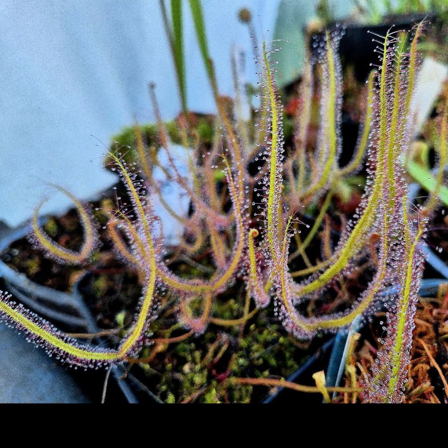 Drosera binata M - obrazek 4