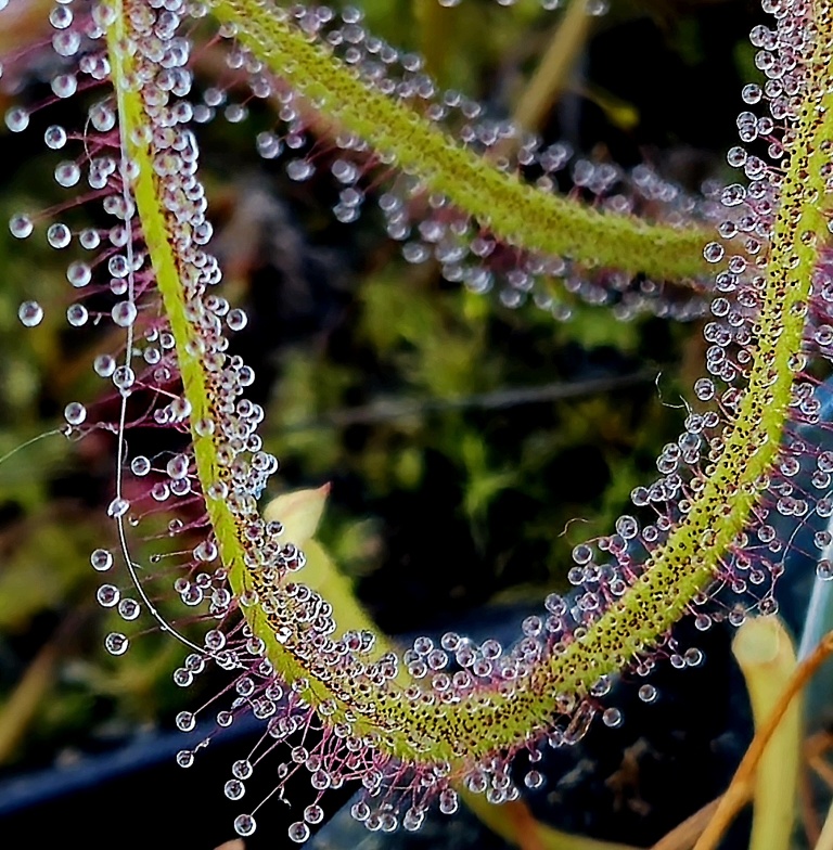 Drosera binata L
