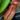 Nepenthes madagascariensis – dzbanek