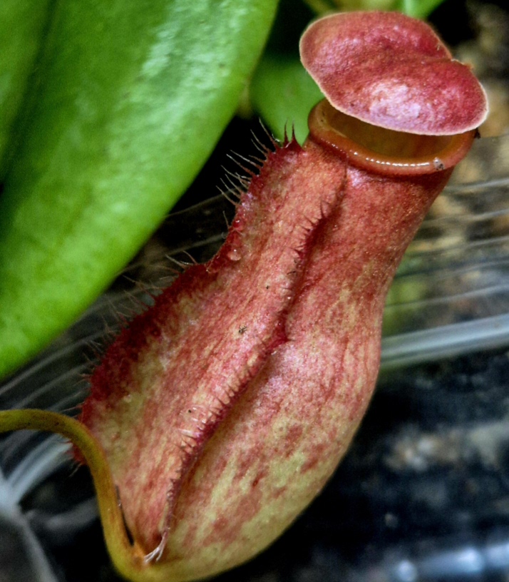 Nepenthes madagascariensis