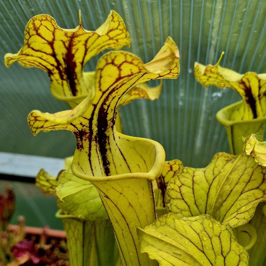 Sarracenia flava var ornata Type C