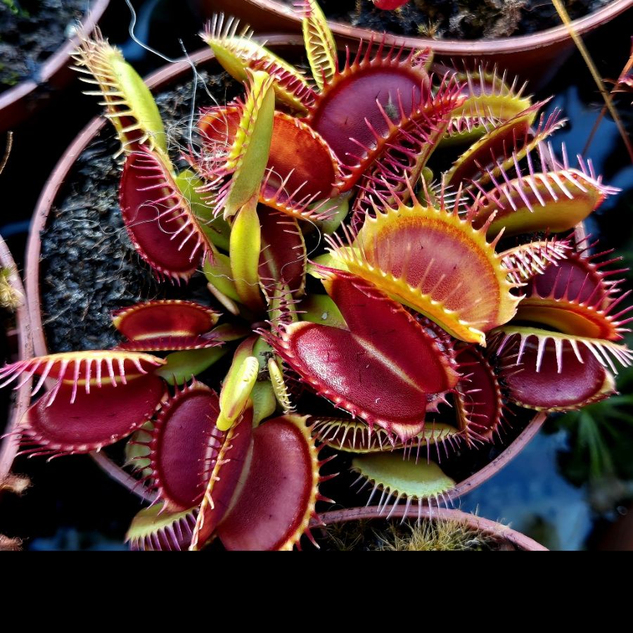 Dionaea muscipula 'Giant Traps' - obrazek 5
