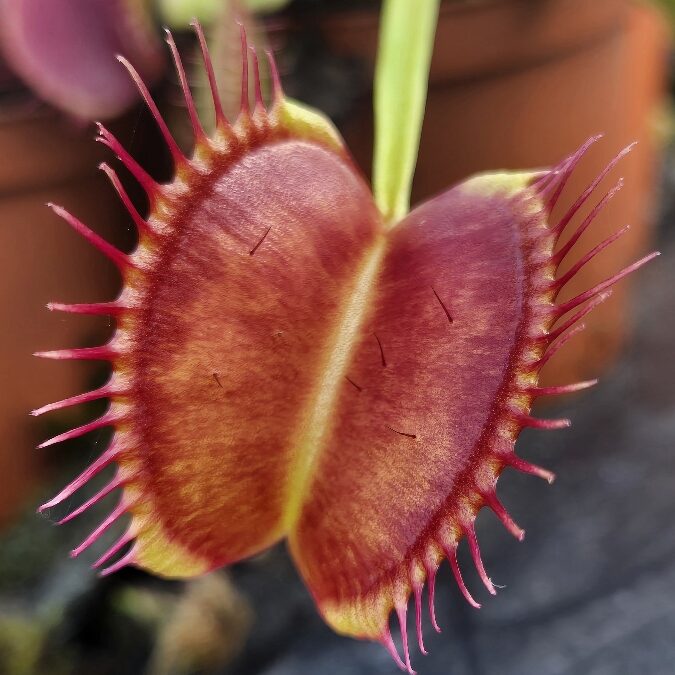Dionaea muscipula Z11 - trap