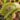 Dionaea muscipula Tiger Teeth – pułapka