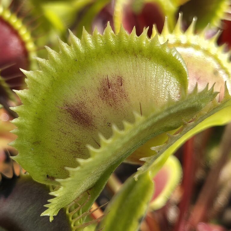 Dionaea muscipula Tiger Teeth - pułapka