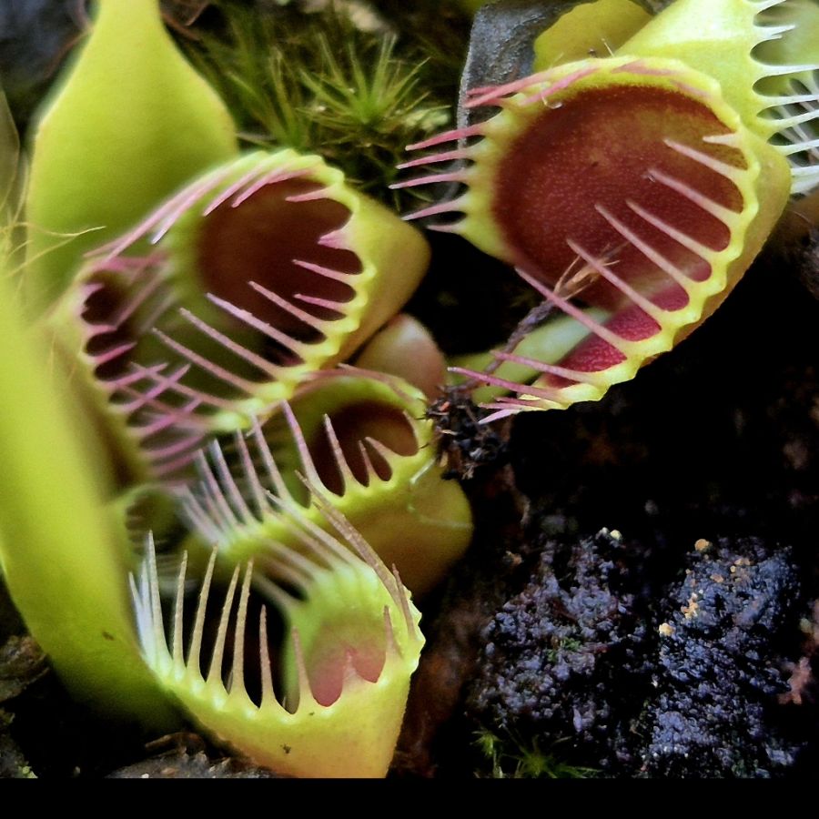 Dionaea muscipula Cup Trap - przykładowa oferowana sztuka
