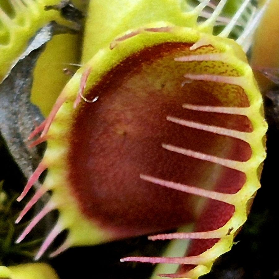 Dionaea muscipula Cup Trap - pułapka
