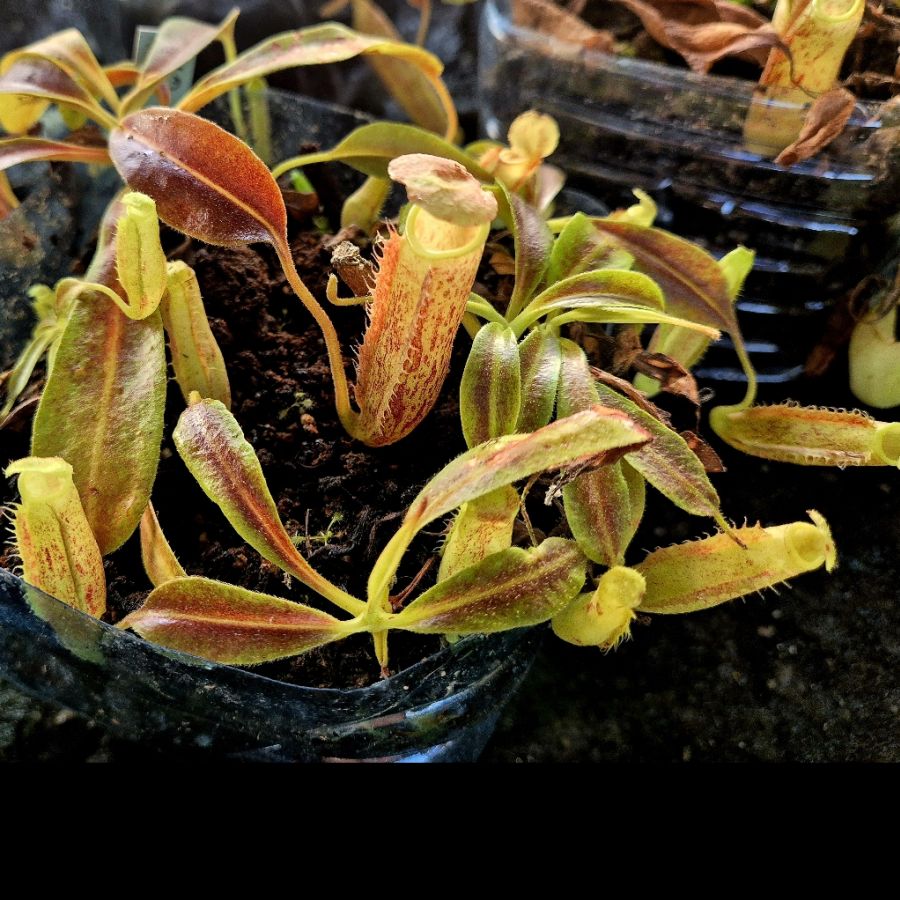 Nepenthes maxima - obrazek 3