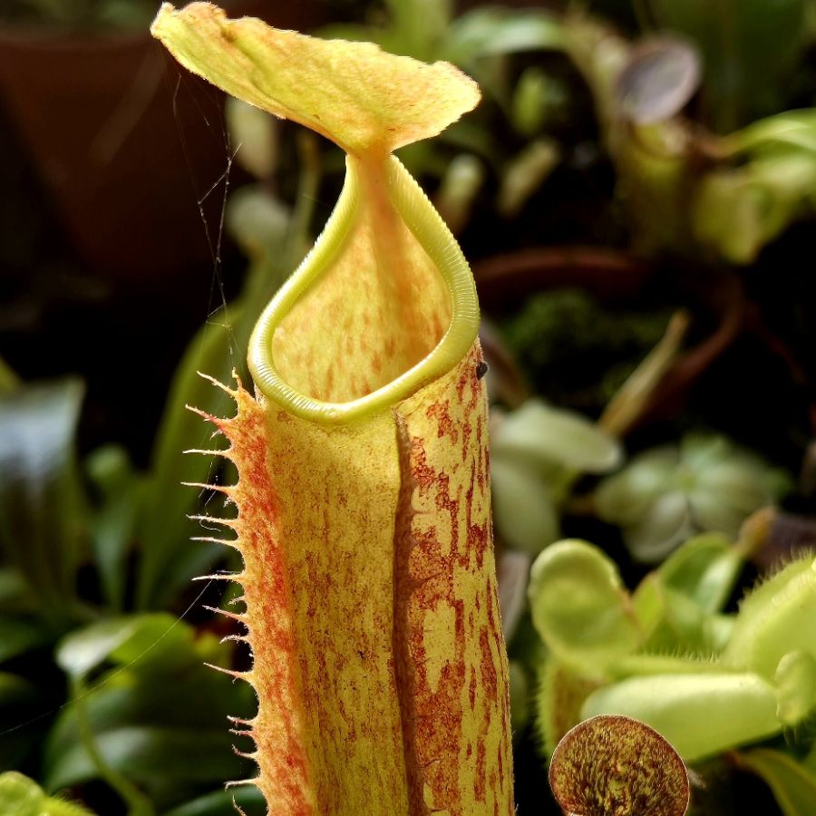 Nepenthes maxima - obrazek 2