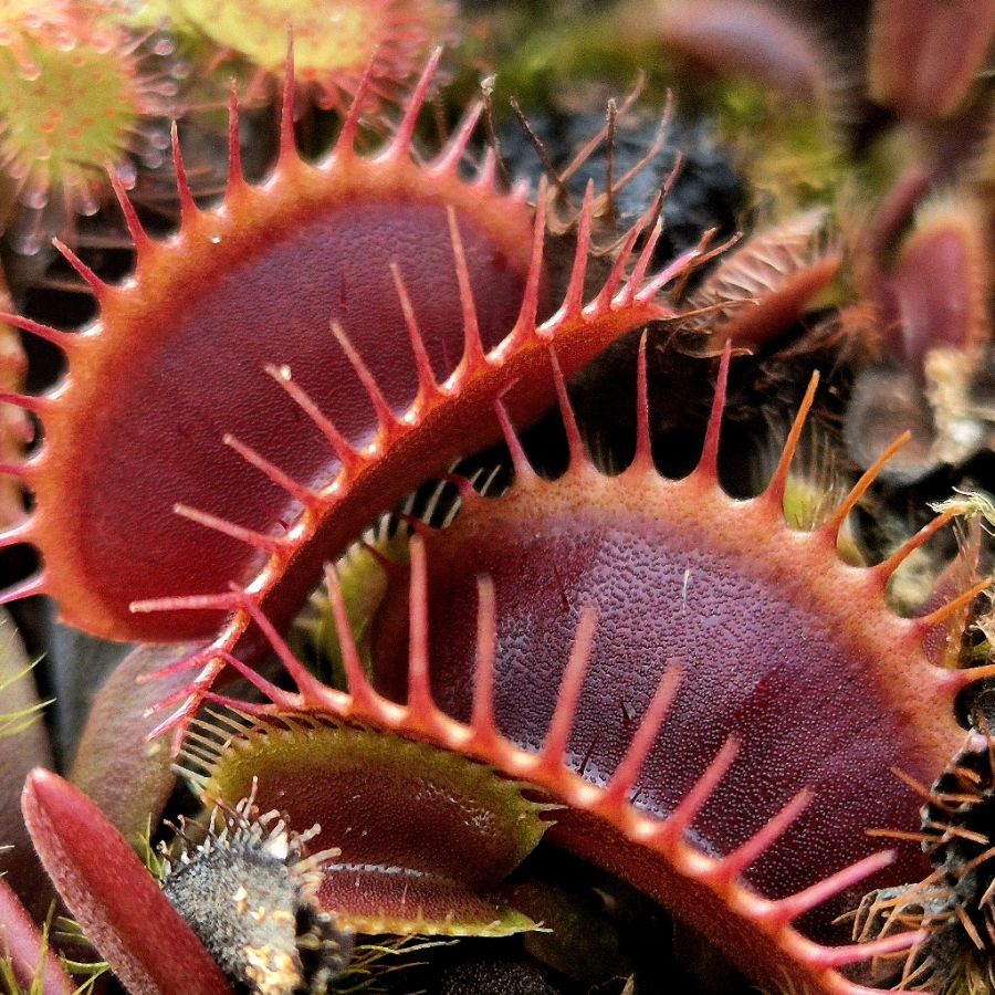 Dionaea muscipula 'Red Dragon' S