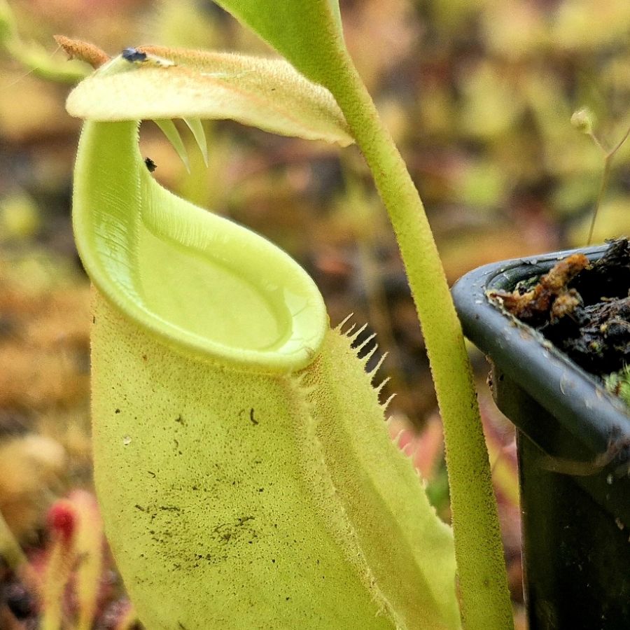 Nepenthes bicalcarata - obrazek 5