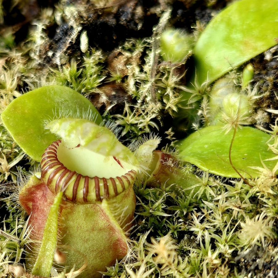 Cephalotus follicularis M - obrazek 4