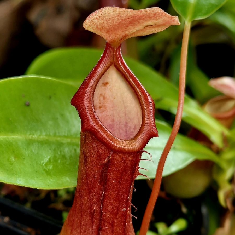 Nepenthes 'Ventrata' L