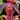 Nepenthes albomarginata Red – pitcher