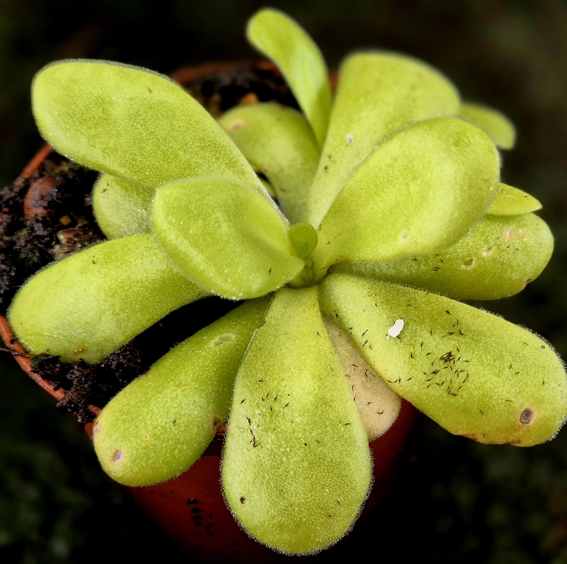 Pinguicula agnata L - obrazek 2