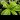Pinguicula gigantea – look of adult plants