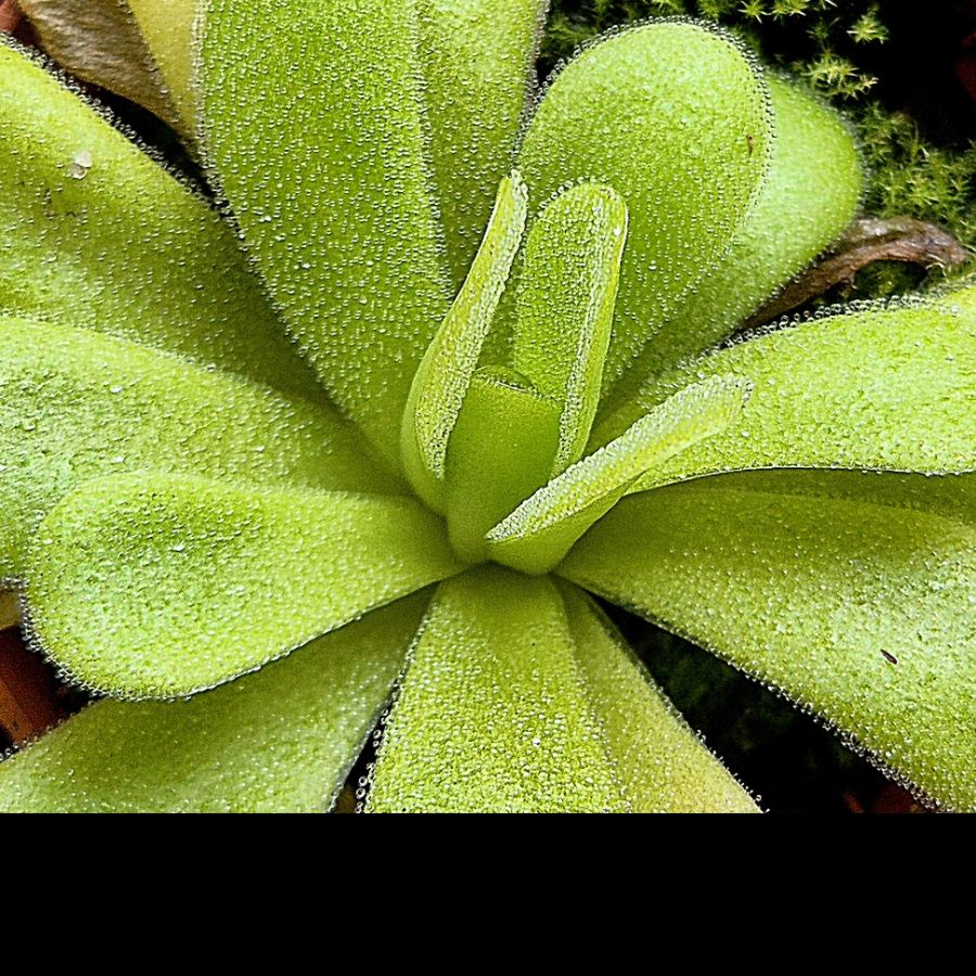 Pinguicula agnata L