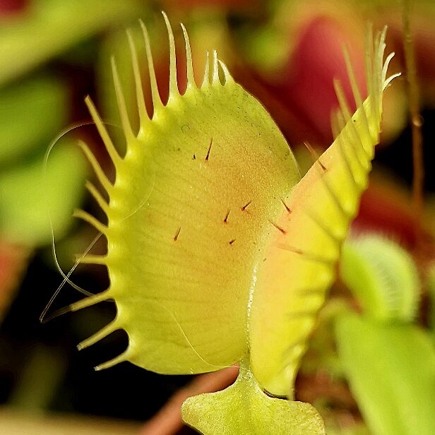 Dionaea muscipula Dutch - pułapka